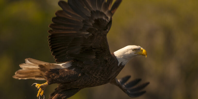 Bald-eagle Wildlife at Silver Spring
