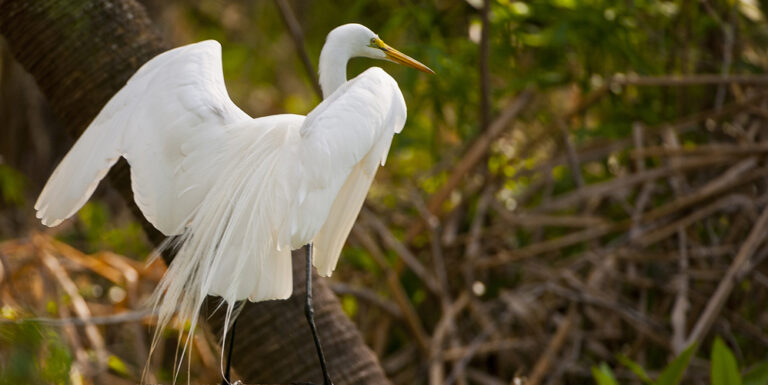 Great-egret Wildlife at Silver Spring