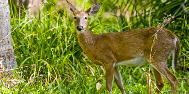 Whitetail Wildlife at Silver Spring