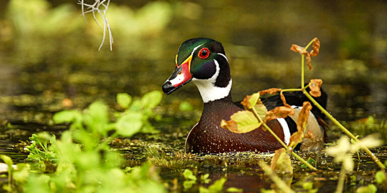 Wood-Duck Wildlife at Silver Spring